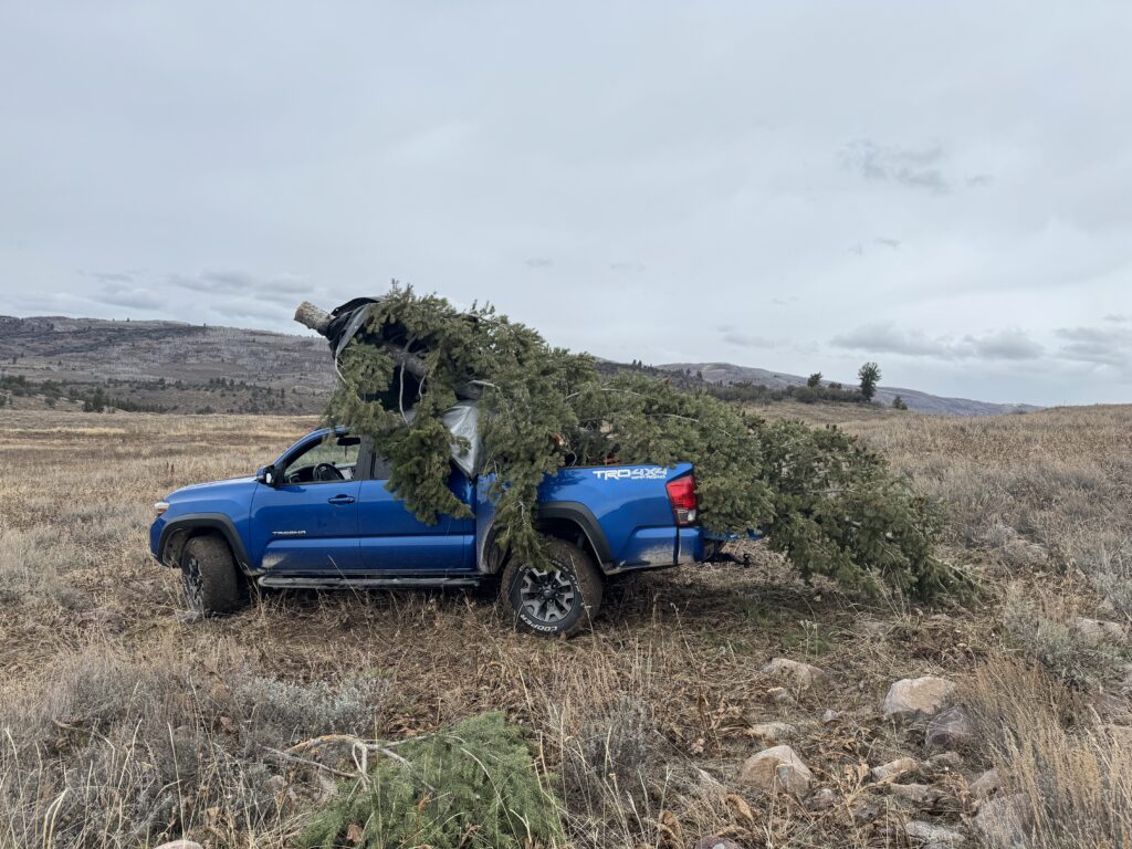 A 22-foot Christmas tree strapped into the bed of a Tacoma